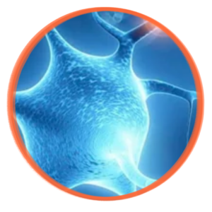 L-Glutamina